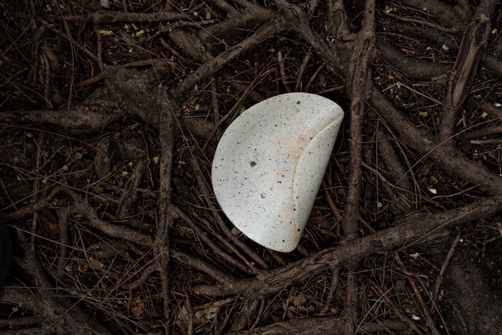 White plate on roots