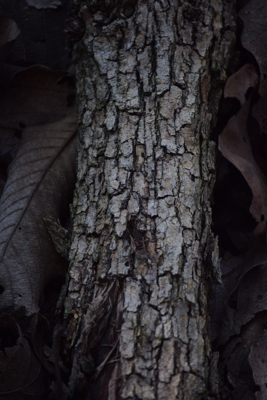 Tree bark texture
