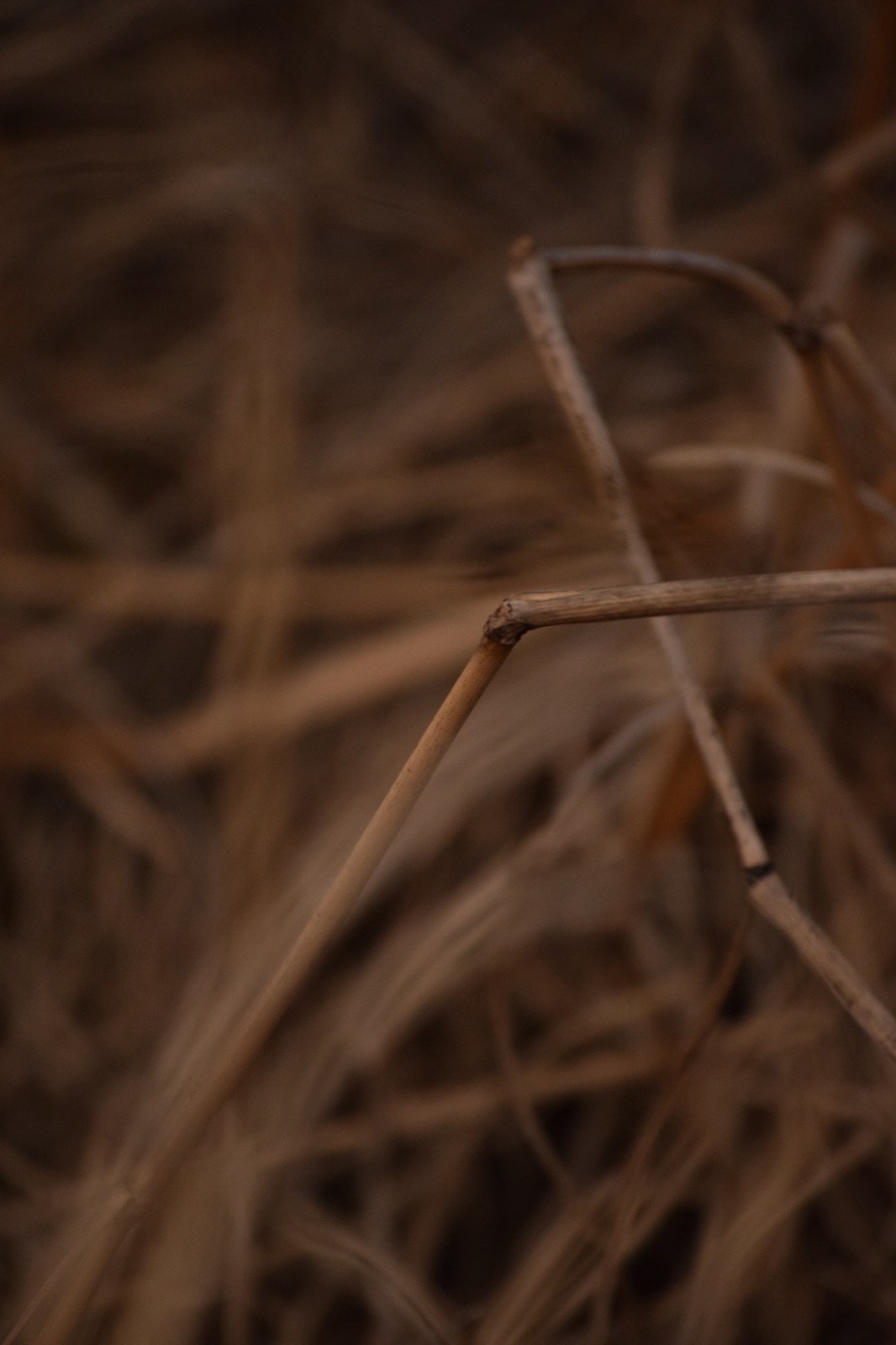 Dry grass